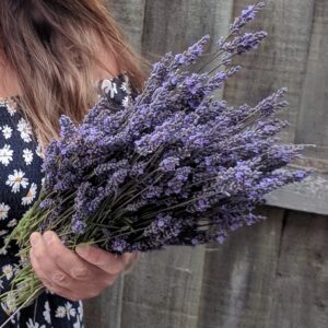 Hand harvested organic lavender