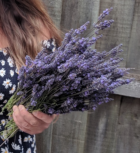 Hand harvested organic lavender