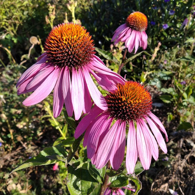 Echinacea