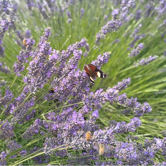 Beneficial insects Lavender