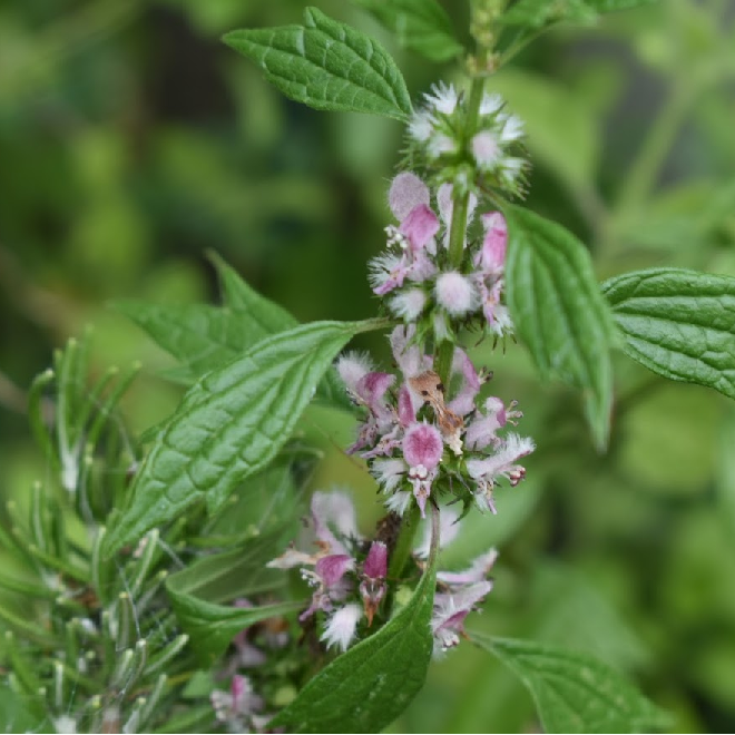 Motherwort