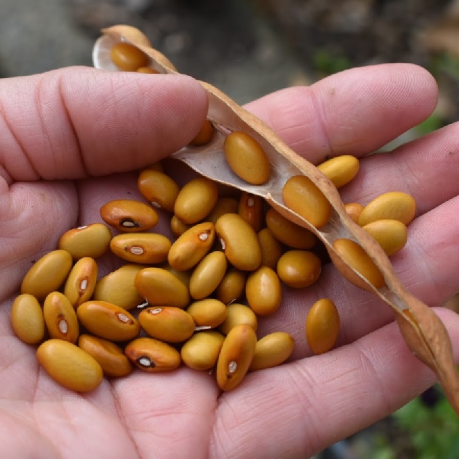 Seed saving