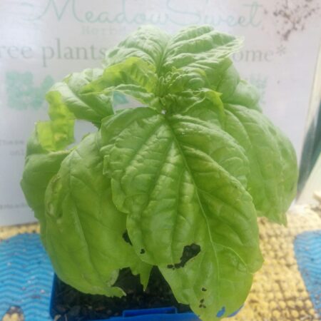 Showing the large leaves of lettuce leaf basil