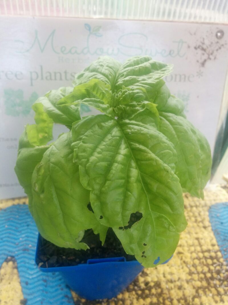 Showing the large leaves of lettuce leaf basil