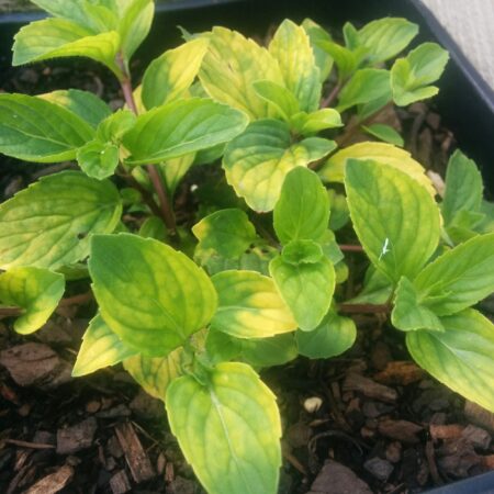 Pretty variegation on the ginger mint.