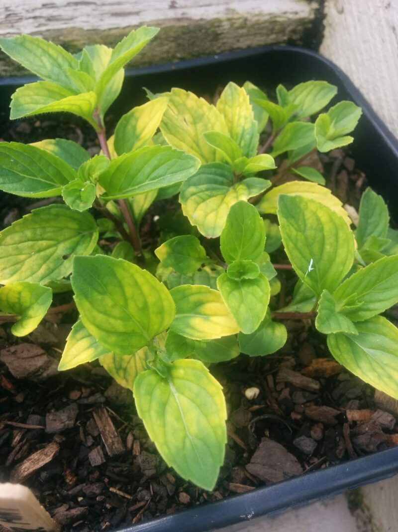 Pretty variegation on the ginger mint.