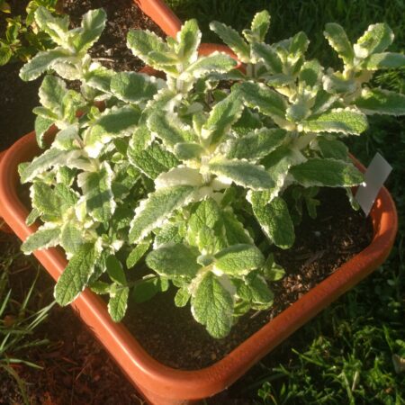 Showing pineapple mint with its variegated foliage