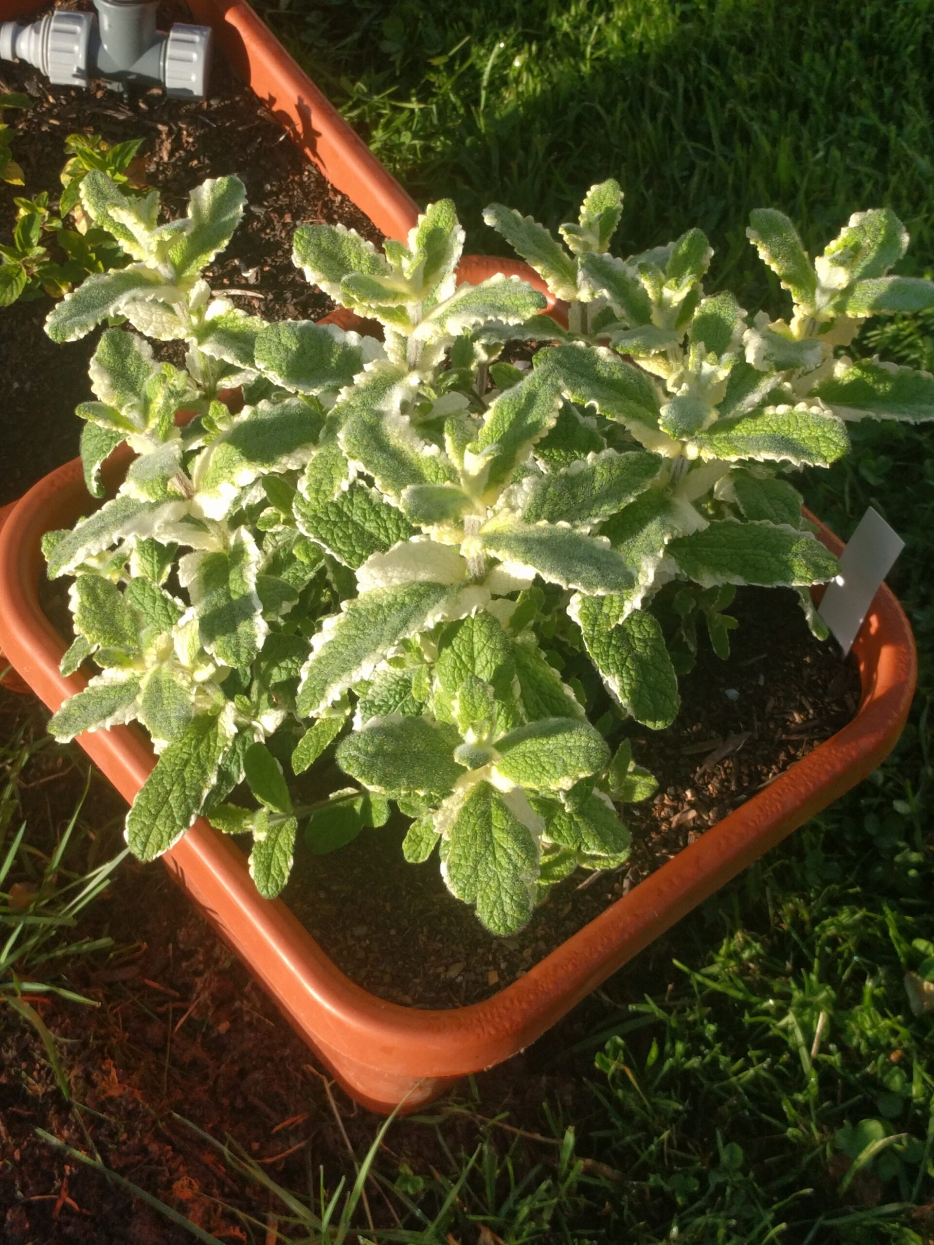 Showing pineapple mint with its variegated foliage