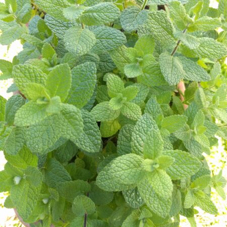 Soft fuzzy bright green leaves of applemint