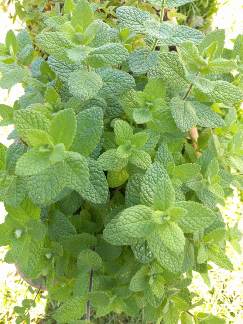 Soft fuzzy bright green leaves of applemint