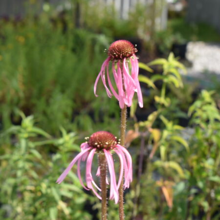 Showing the beautiful flowers with long drooping petals of Pale Pink Echinacea