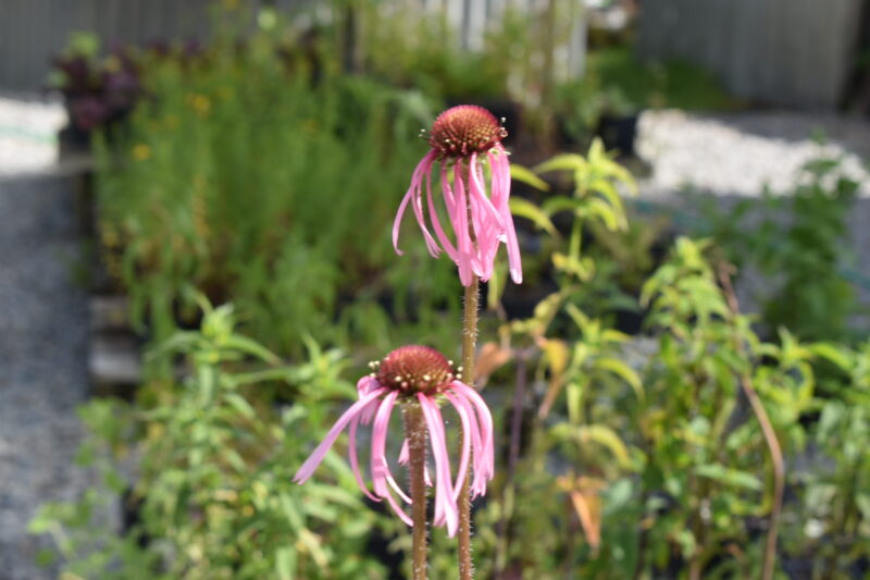 Showing the beautiful flowers with long drooping petals of Pale Pink Echinacea