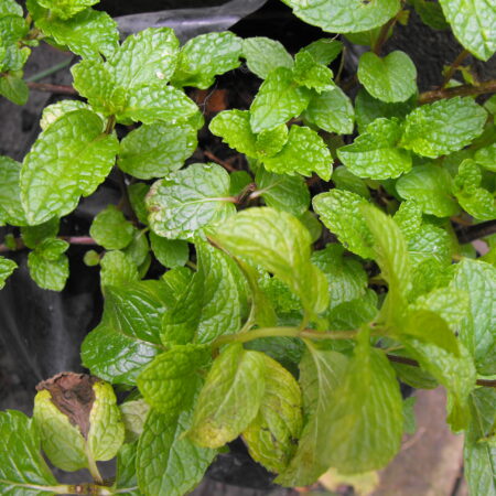 Showing garden mint leaves