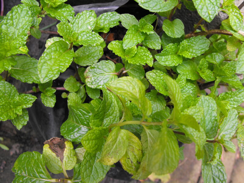 Showing garden mint leaves