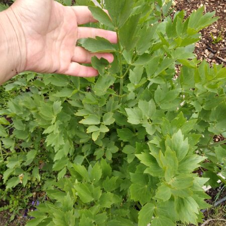 Lovage leaves ready to harvest