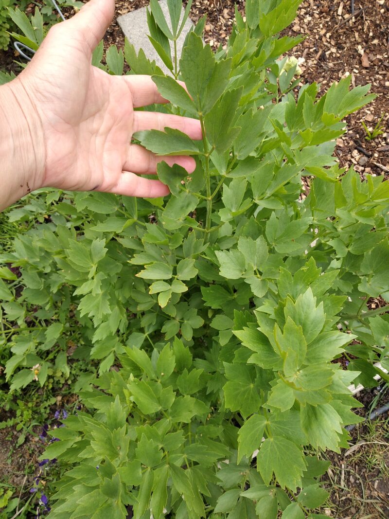 Lovage leaves ready to harvest