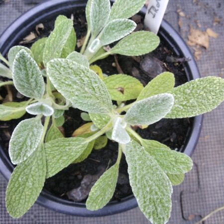 Showing the fuzzy leaves of the ironwort plant