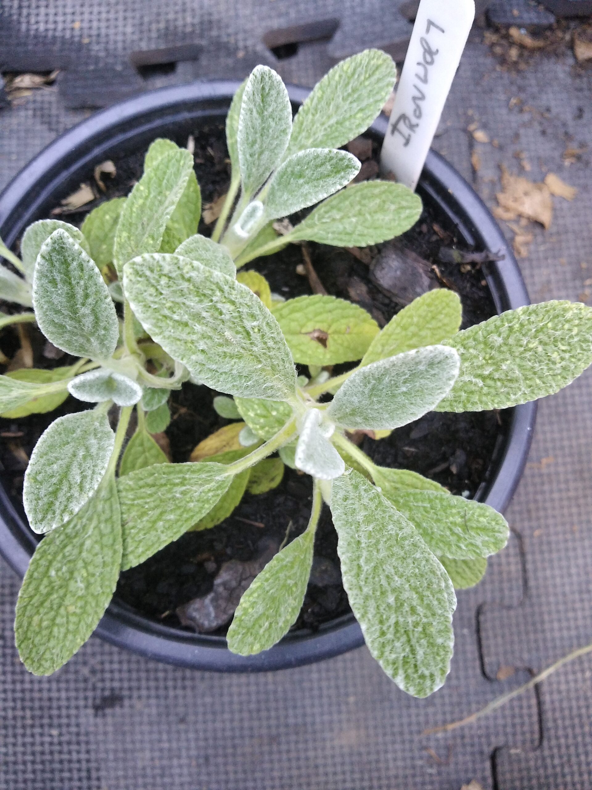 Showing the fuzzy leaves of the ironwort plant