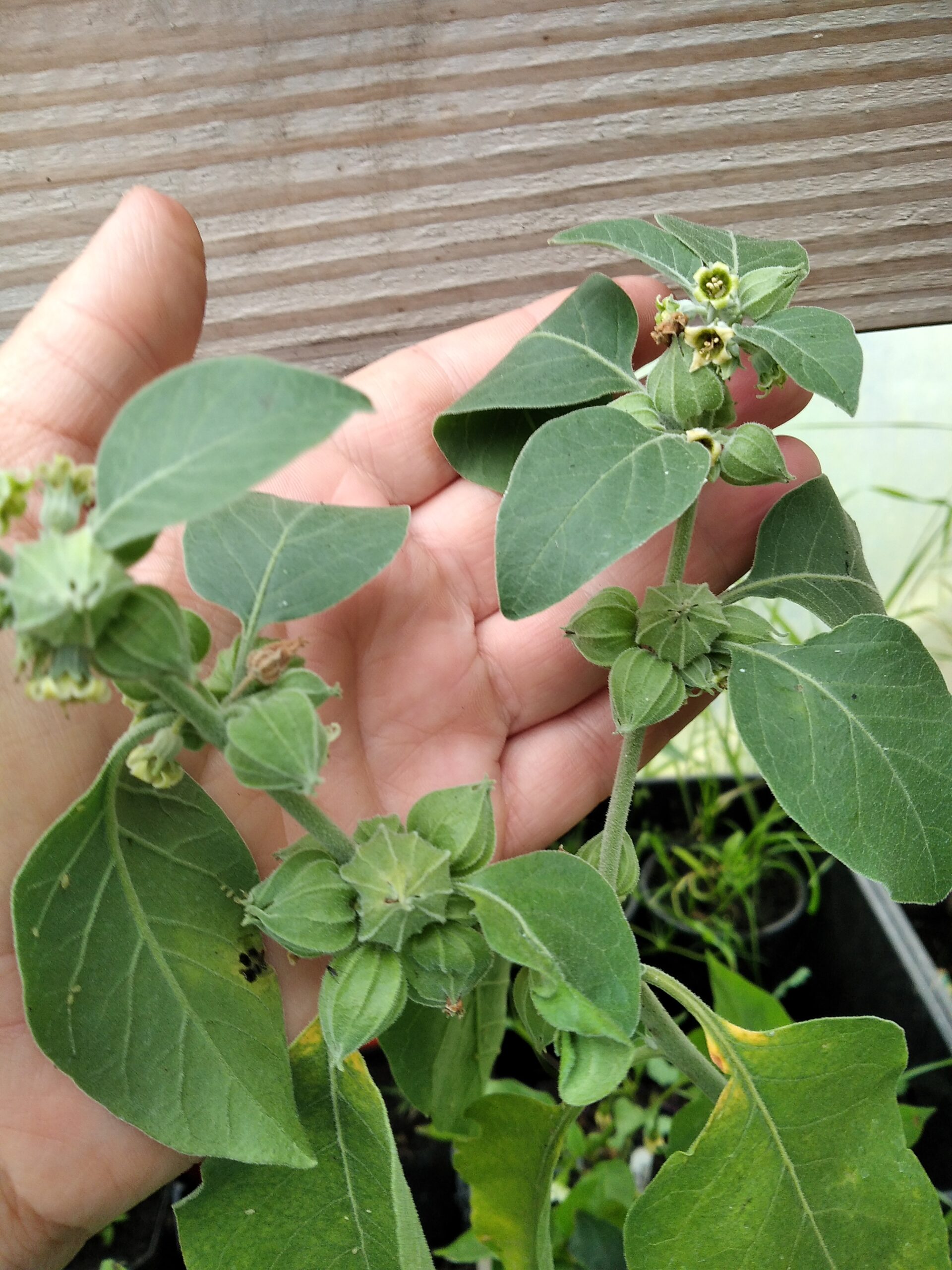 Leaf, flower and fruit of the Ashwagandha plant