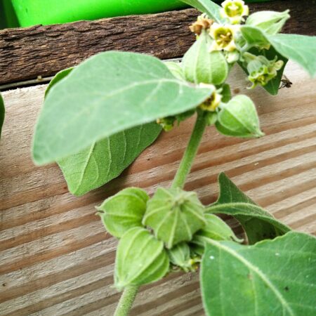 Image showing the fruiting and flowering of an ashwagandha plant