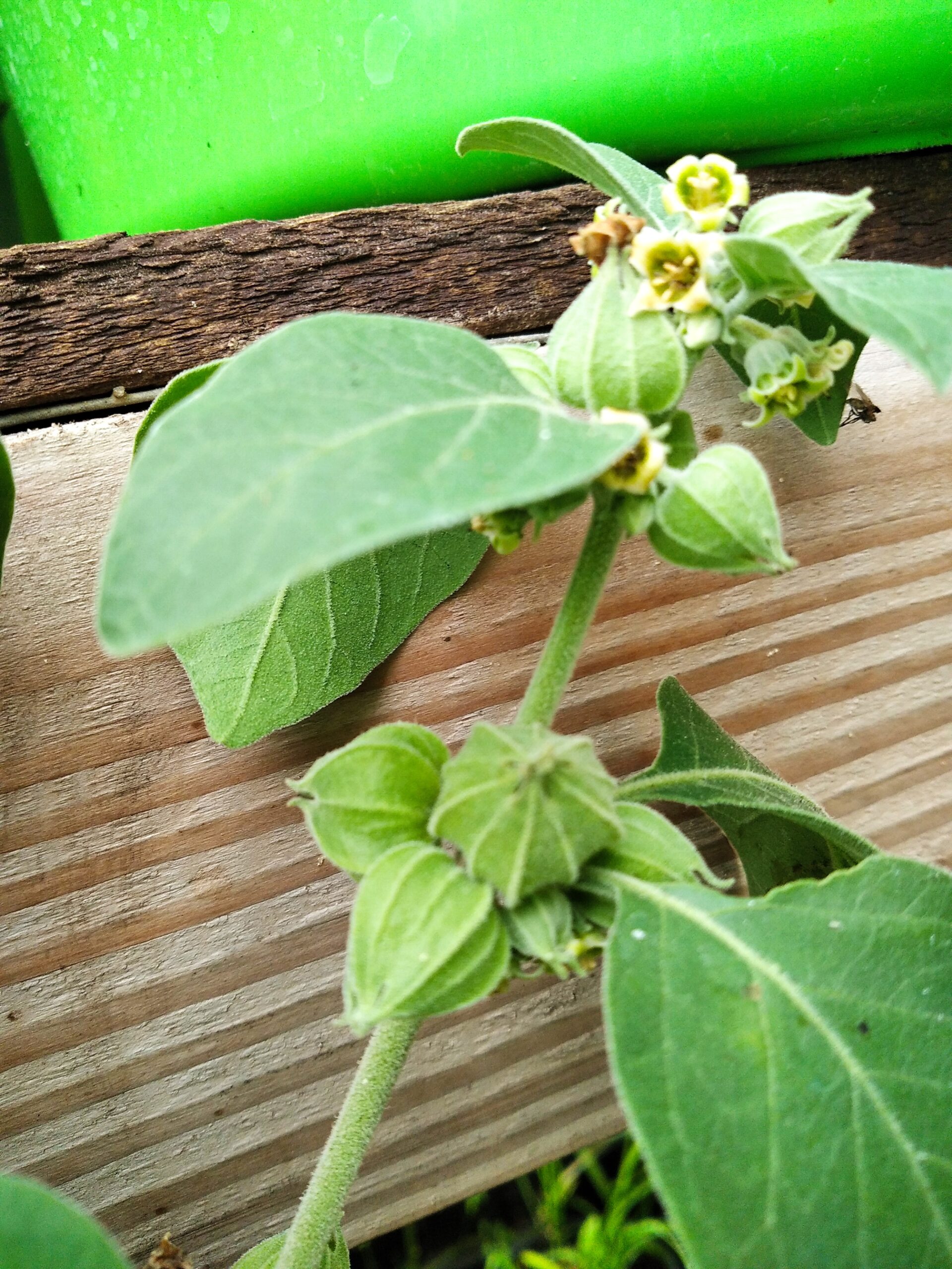 Image showing the fruiting and flowering of an ashwagandha plant