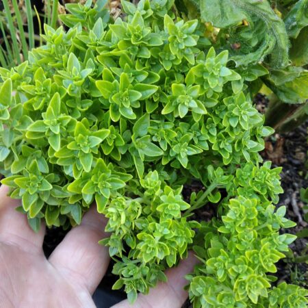 Showing the size and growth habit of bush growing densely leaved mini Greek basil