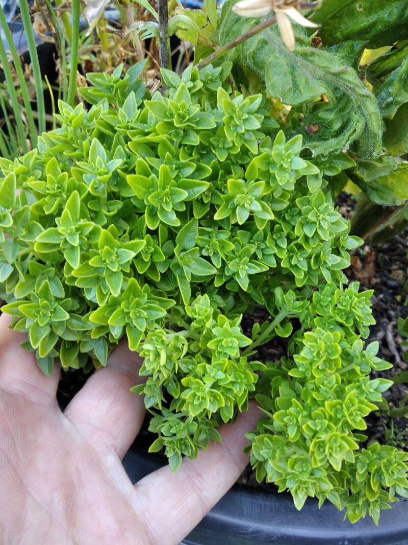 Showing the size and growth habit of bush growing densely leaved mini Greek basil