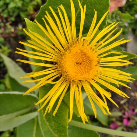 Bright yellow flower of Inula helenium, Elecampane