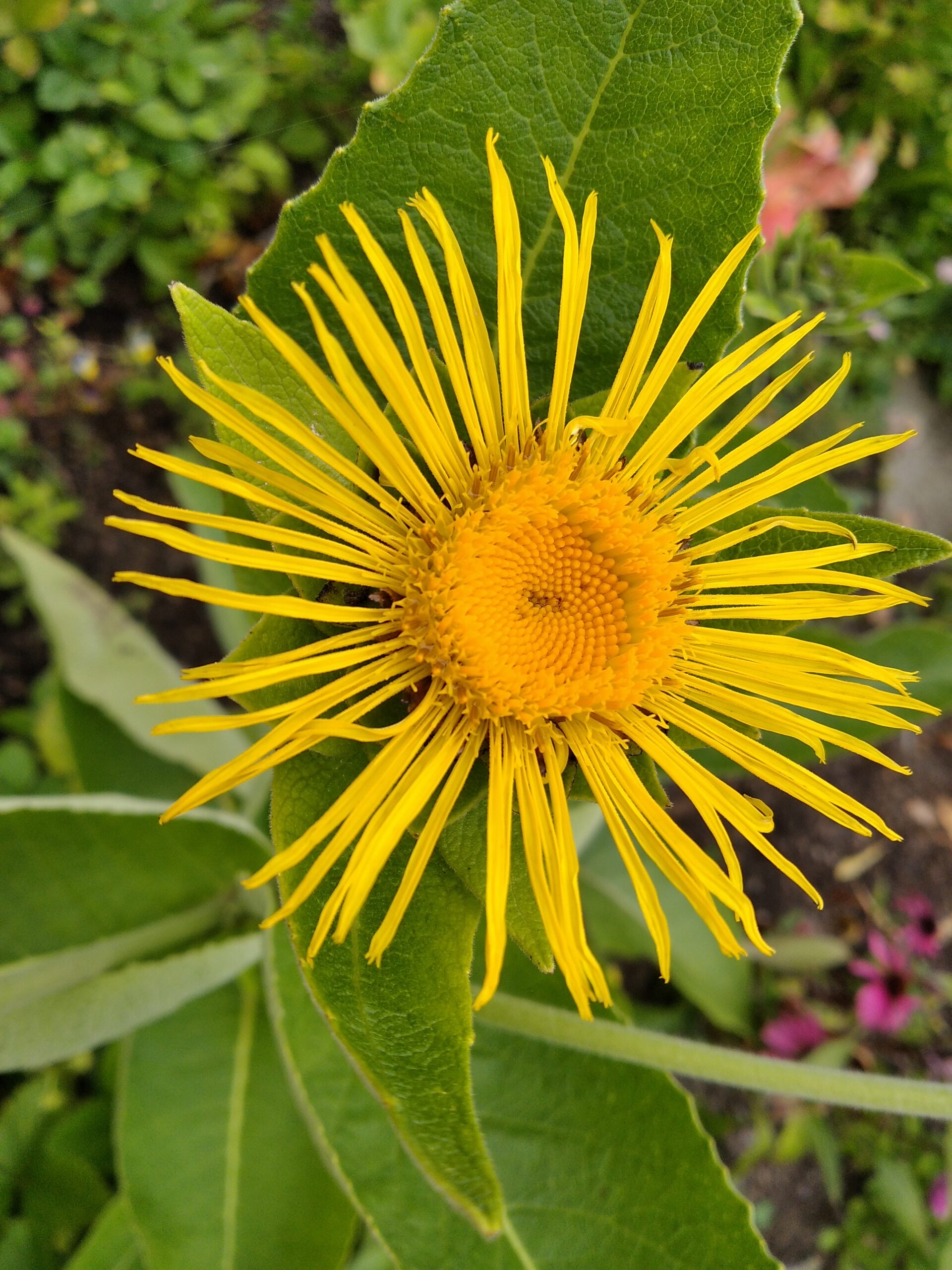 Bright yellow flower of Inula helenium, Elecampane