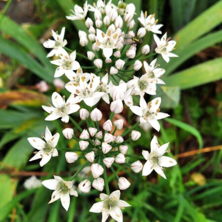 Showing the beautiful white umbels of starry flowers of the garlic chive plant