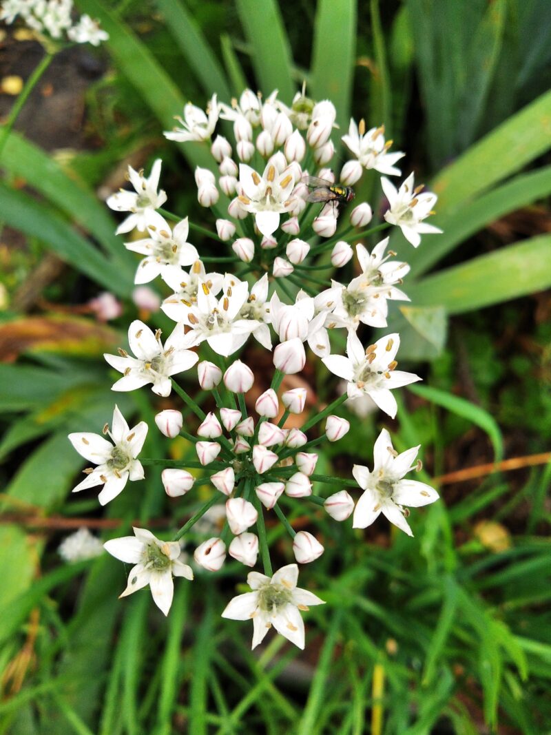 Showing the beautiful white umbels of starry flowers of the garlic chive plant