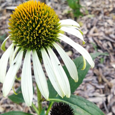 Pretty white petals of the White Swan Echinacea