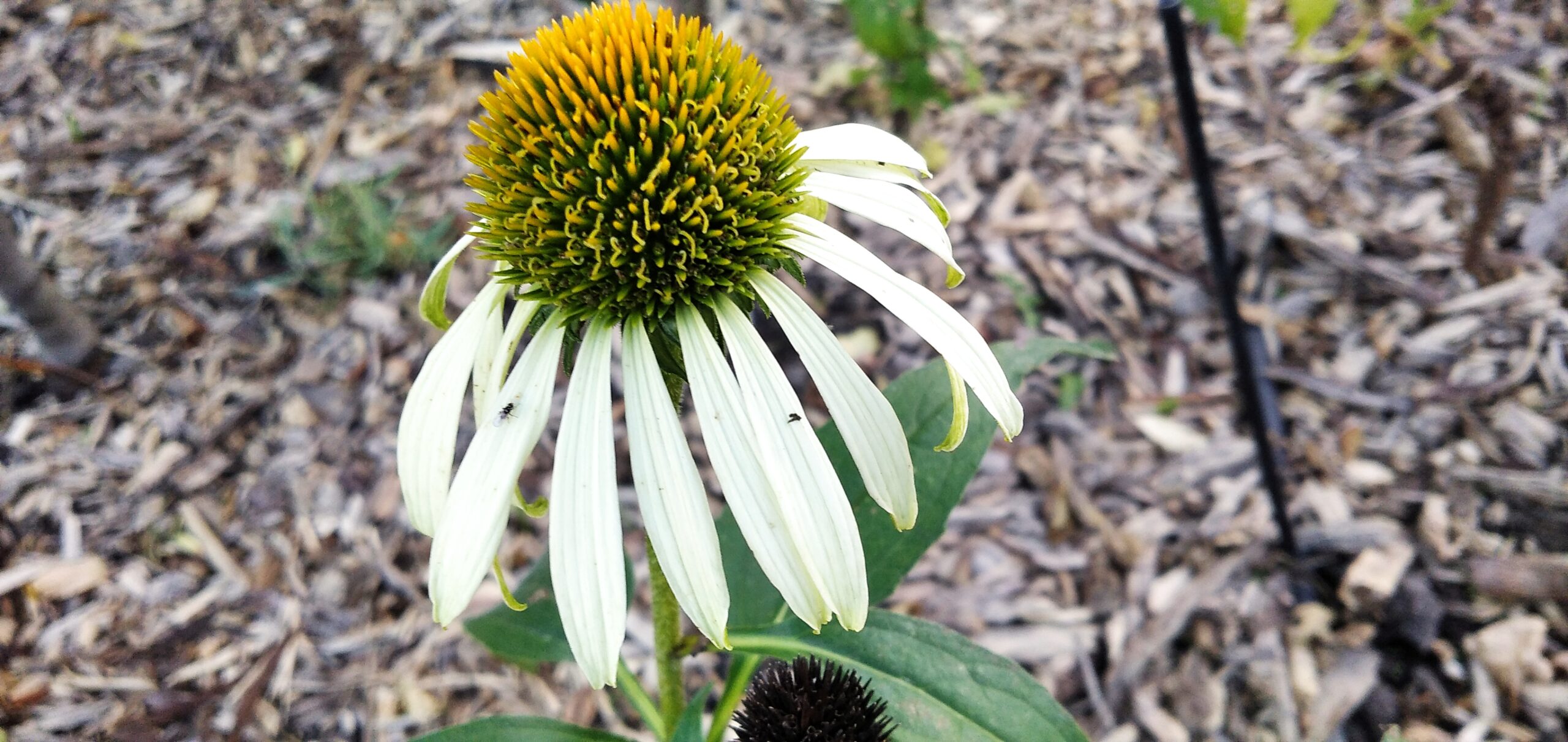 Pretty white petals of the White Swan Echinacea