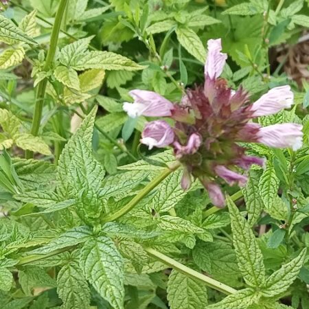 Balm of Gilead