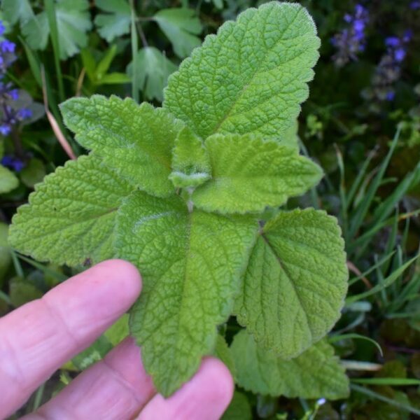 Balm – Orange Balm – MeadowSweet Herbs & Flowers