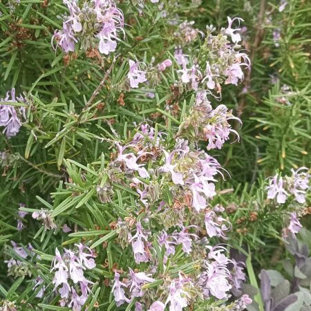 Pink Rosemary