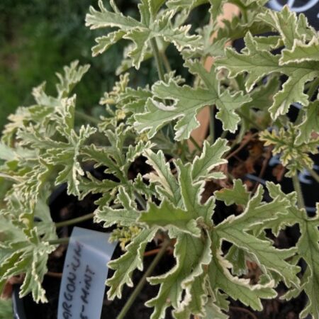 Rose Mint Pelargonium