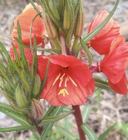 Oenothera sunset boulevard