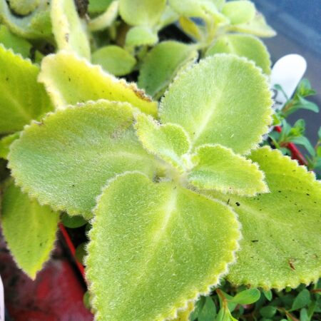 Mother of Herbs