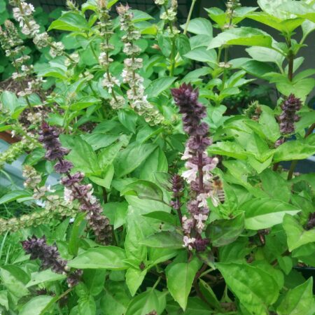 Beautiful leaves and darker purple stems and flowers of Thai Basil