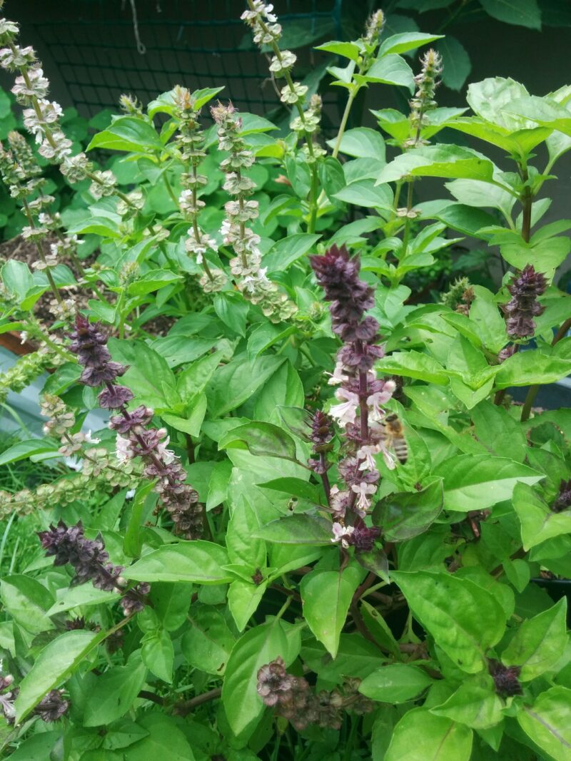 Beautiful leaves and darker purple stems and flowers of Thai Basil