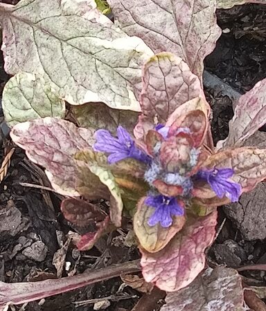 Ajuga variegated