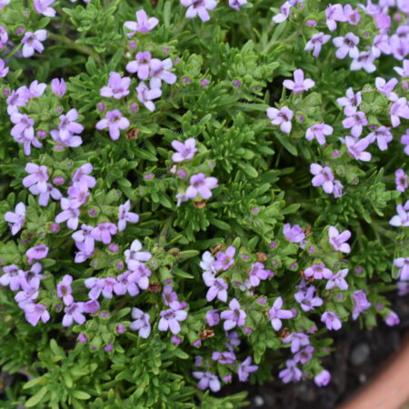 Thyme 'Annie Hall'