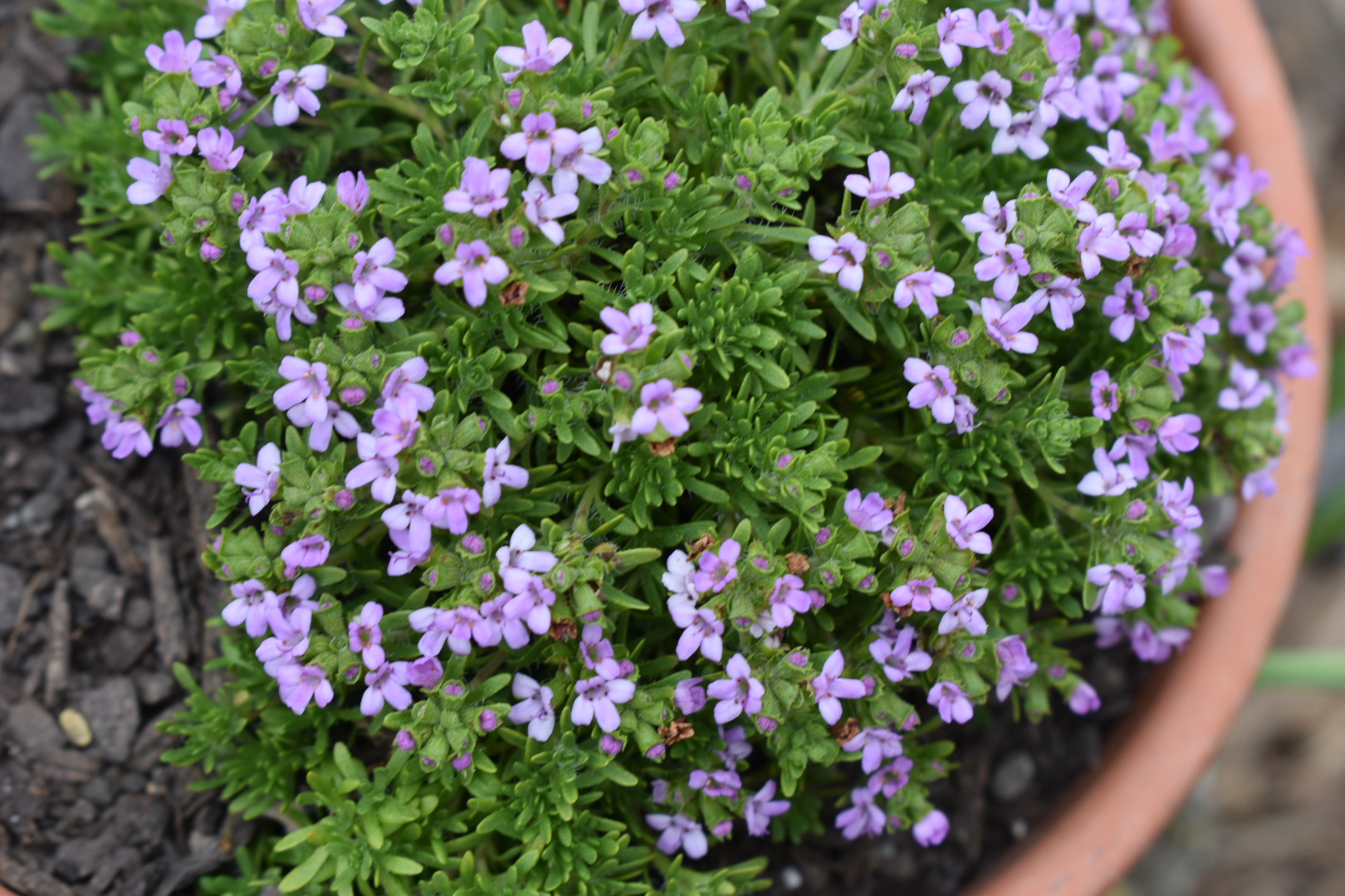 Thyme 'Annie Hall'