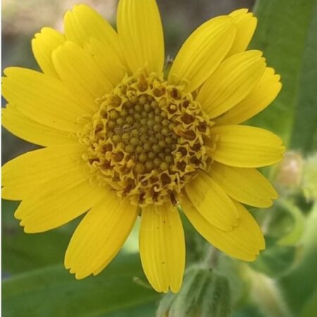 Arnica chamisso