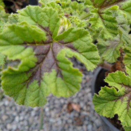 oak leaf geranium