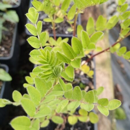 Astragalus Milk Vetch
