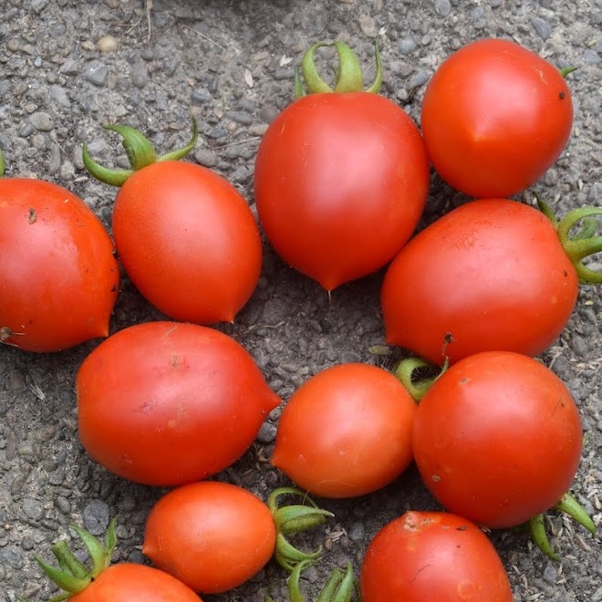 Tomato – TomaTonoli: Seeds – MeadowSweet Herbs & Flowers