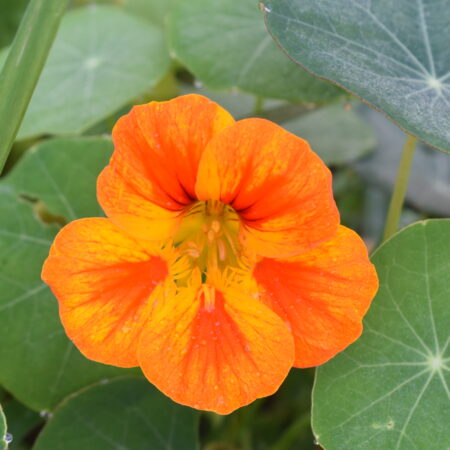 Nasturtium