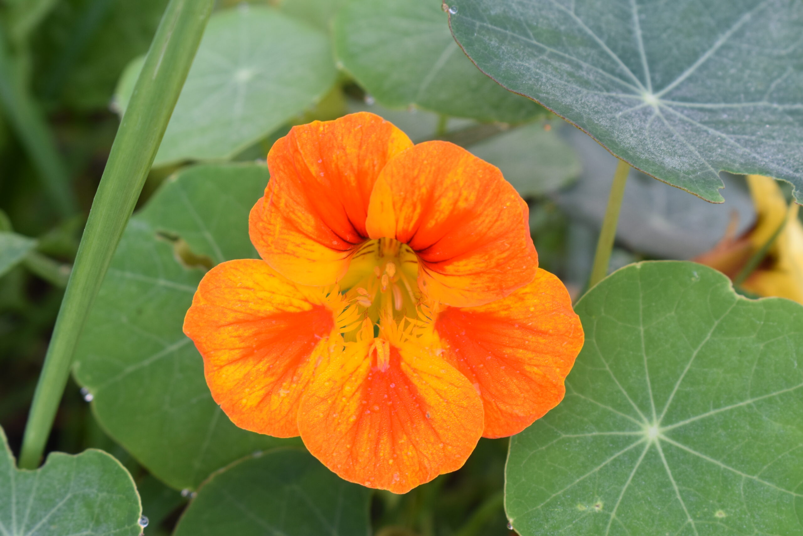 Nasturtium